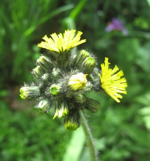 ängsfibbla Pilosella aurantiaca subsp. dimorpha