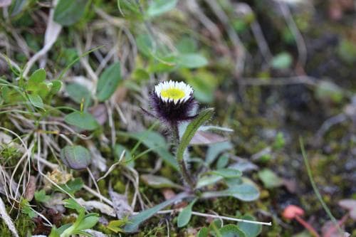 svartbinka Erigeron humilis