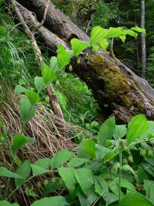 storrams Polygonatum multiflorum