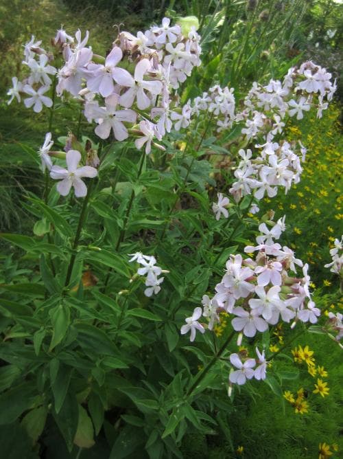 såpnejlika Saponaria officinalis