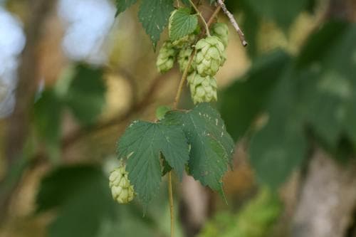 humle Humulus lupulus