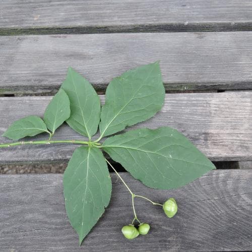 körsbärsbenved Euonymus planipes