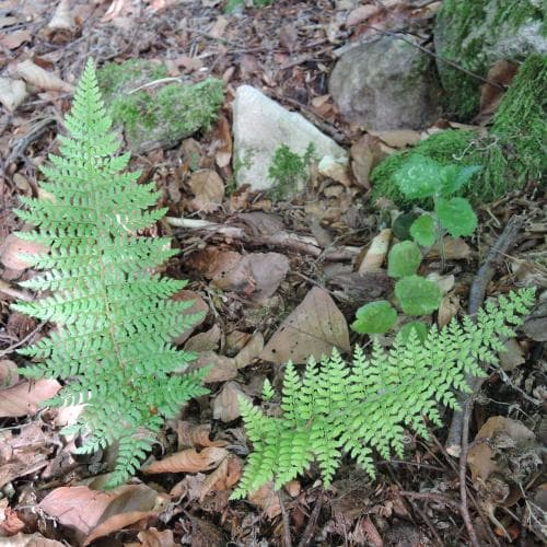 spetsbräken Polystichum setiferum