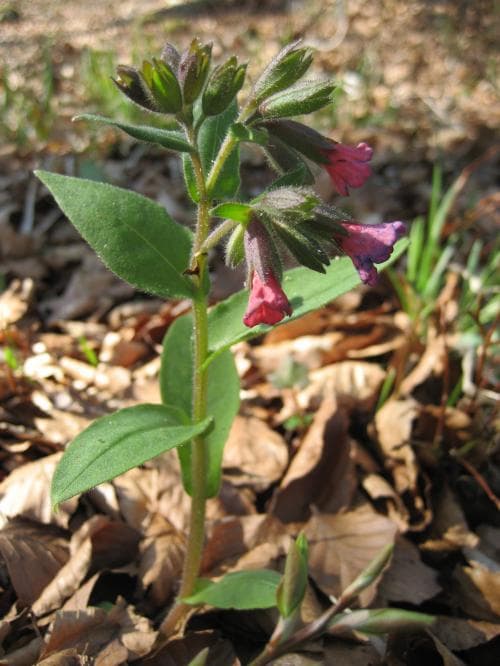 röd lungört Pulmonaria rubra