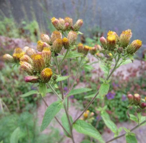 brunkrissla Pentanema conyzae