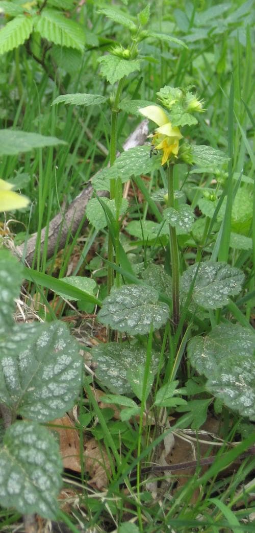 vanlig gulplister Lamiastrum galeobdolon subsp. galeobdolon