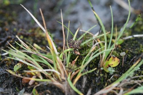 dvärgstarr Carex rufina
