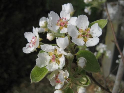 päron Pyrus communis