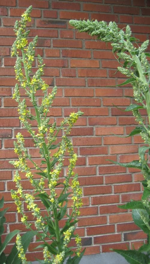 grenigt kungsljus Verbascum lychnitis