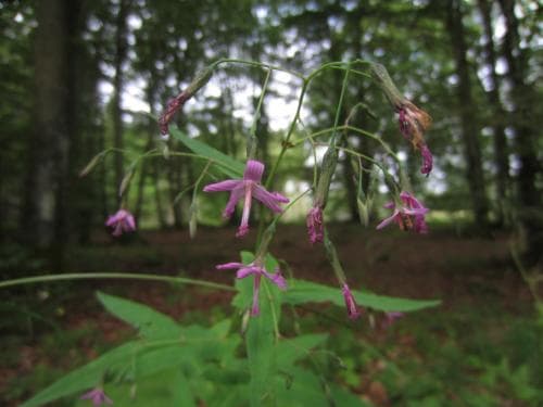 rödsallat Prenanthes purpurea