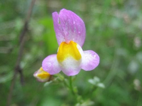 färgsporre Linaria maroccana