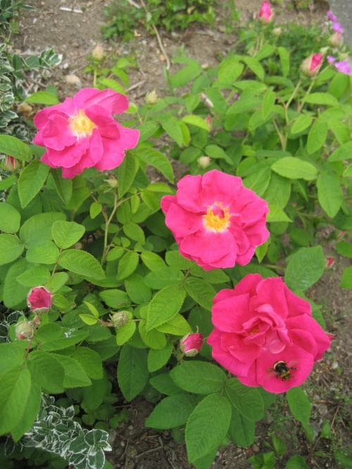 provinsros Rosa gallica