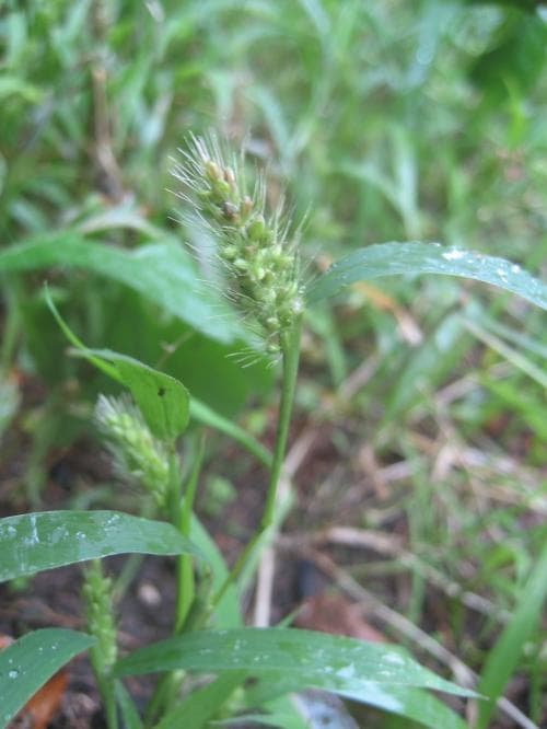 vanlig kavelhirs Setaria viridis var. viridis