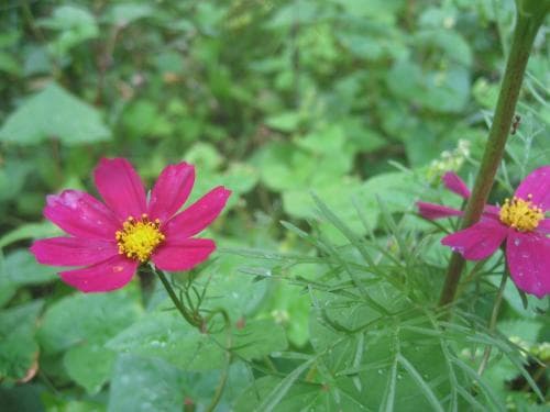 rosenskära Cosmos bipinnatus
