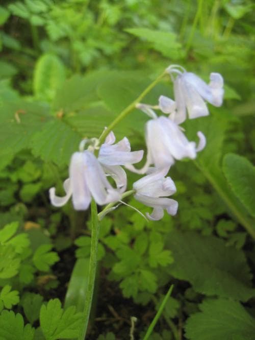 spansk klockhyacint Hyacinthoides hispanica