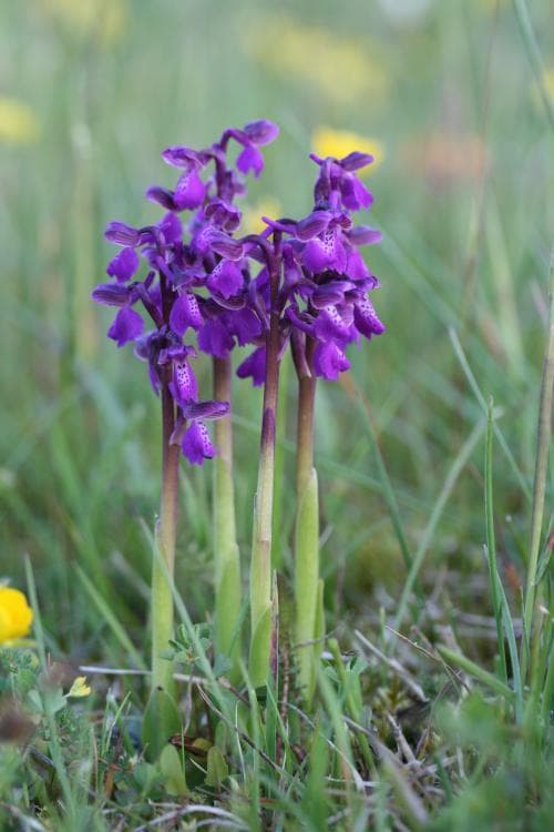 göknycklar Anacamptis morio