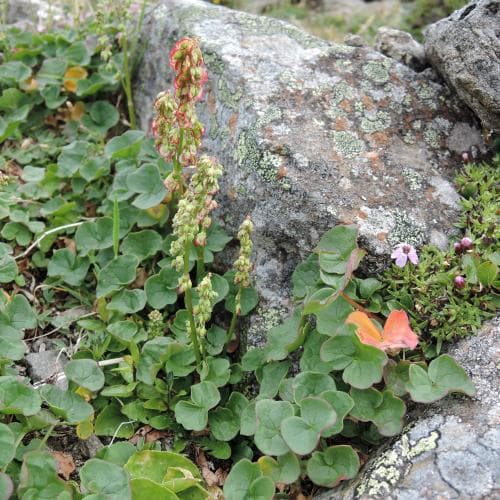 fjällsyra Oxyria digyna
