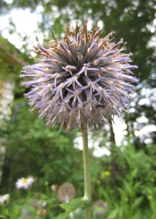blå bolltistel Echinops bannaticus