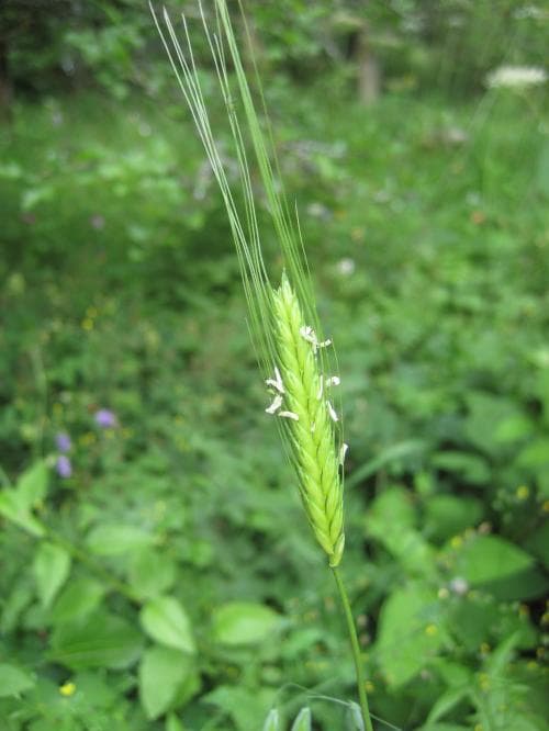 enkornsvete Triticum monococcum