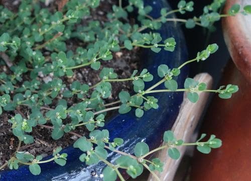 marktörel Euphorbia serpens