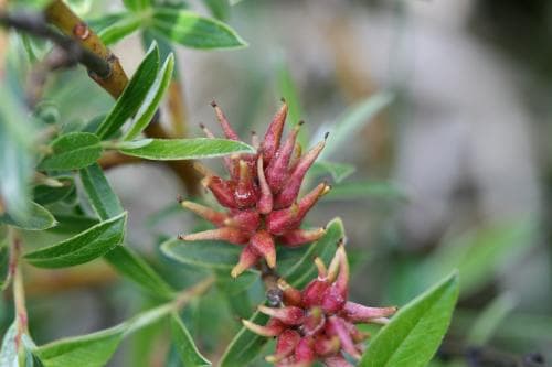 rosmarinvide Salix repens subsp. rosmarinifolia