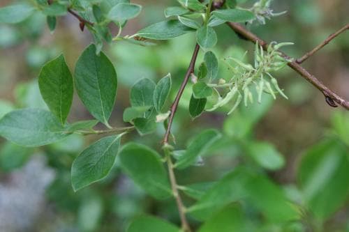 ängsvide Salix starkeana