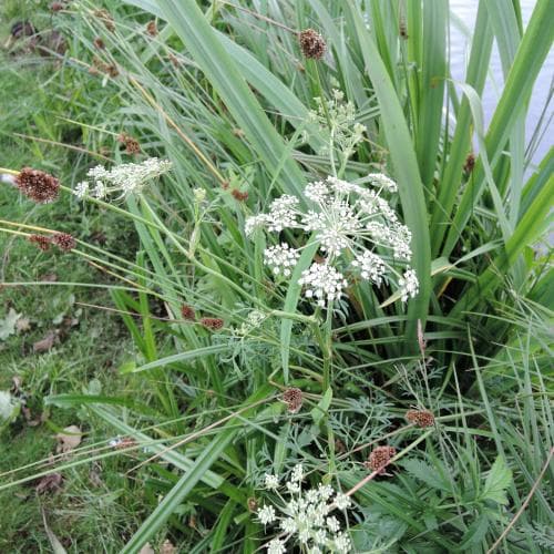 kärrsilja Peucedanum palustre