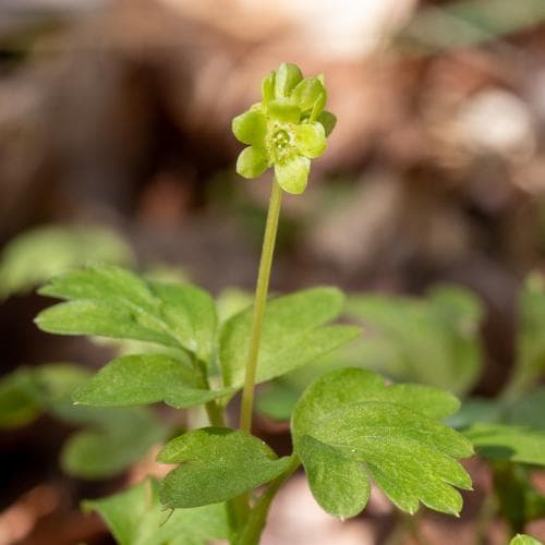 desmeknopp Adoxa moschatellina