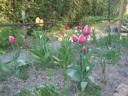 tulpan Tulipa gesneriana