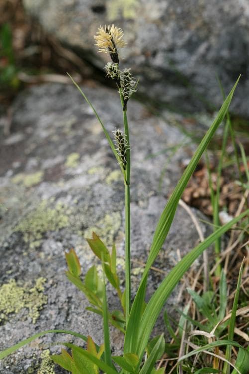 vanlig styvstarr Carex bigelowii subsp. rigida