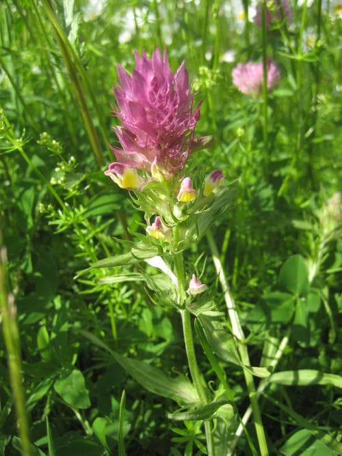 pukvete Melampyrum arvense