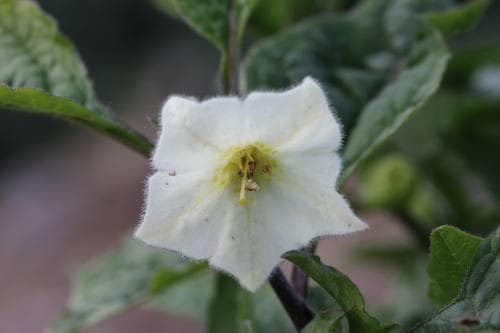 japansk lykta Physalis alkekengi