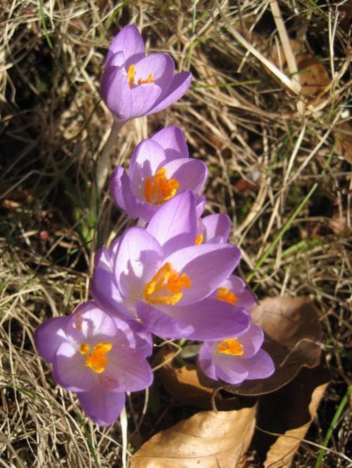 snökrokus Crocus tommasinianus