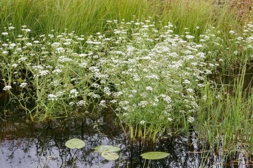 vattenstäkra Oenanthe aquatica