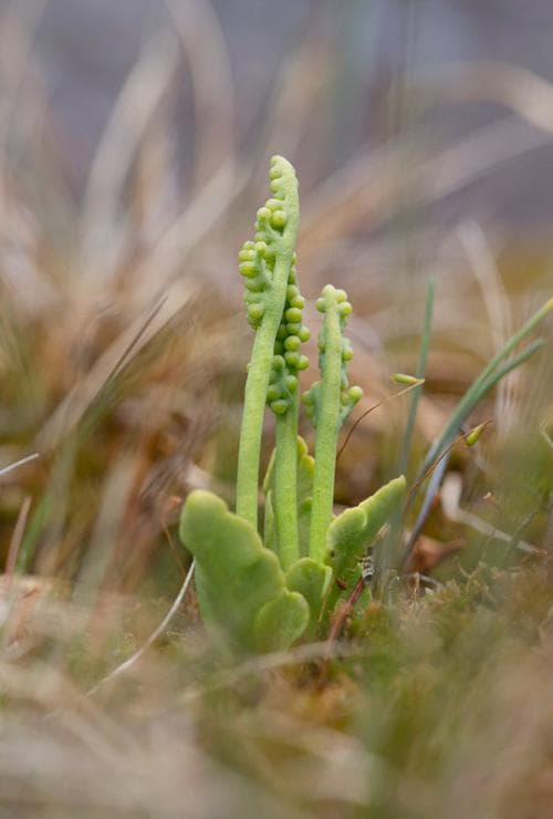 dvärglåsbräken Botrychium simplex