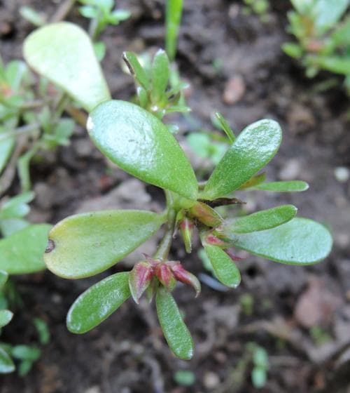 vildportlak Portulaca oleracea