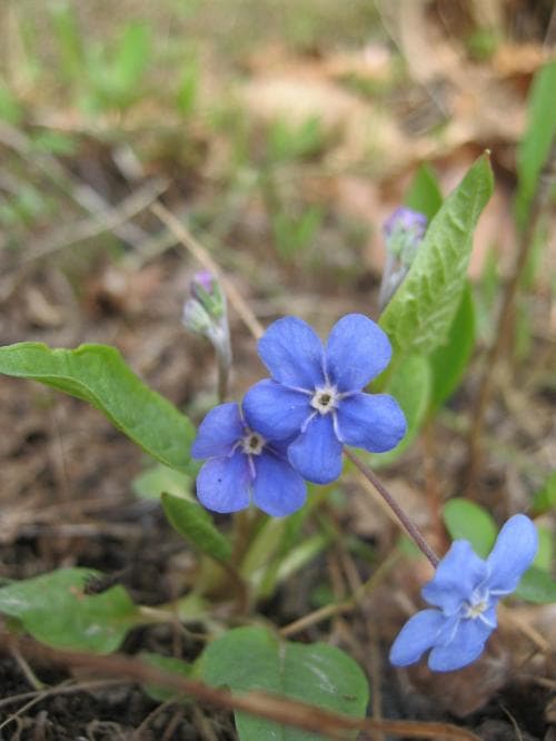 ormöga Omphalodes verna