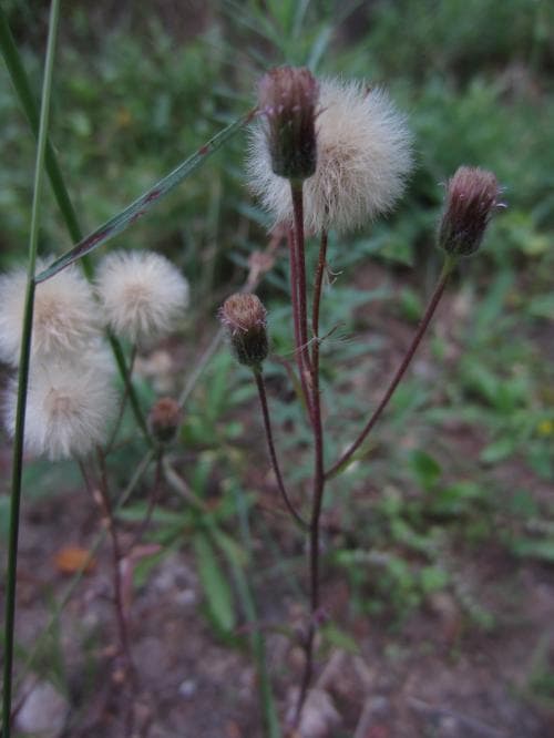 vanlig gråbinka Erigeron acris subsp. acris