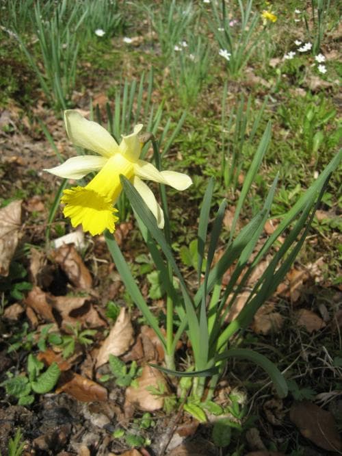 liten påsklilja Narcissus pseudonarcissus var. pseudonarcissus