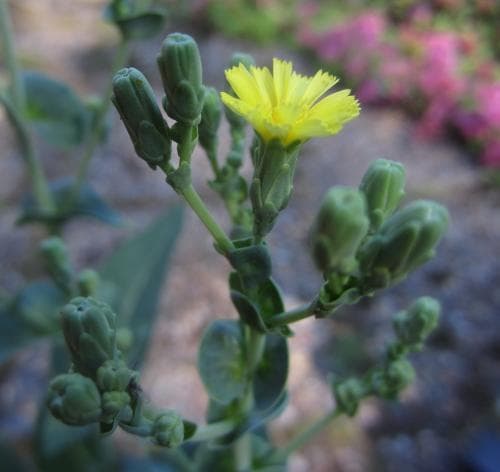 sallat Lactuca sativa