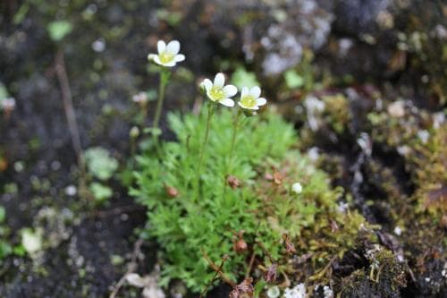 tuvbräcka Saxifraga cespitosa