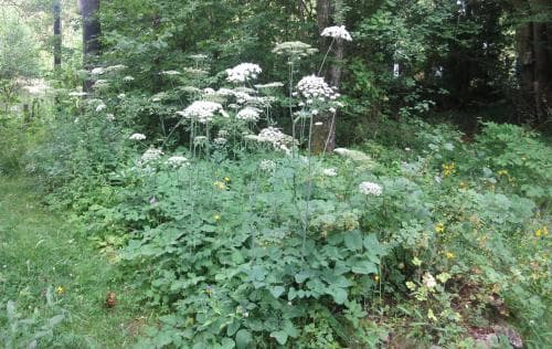 spenört Laserpitium latifolium