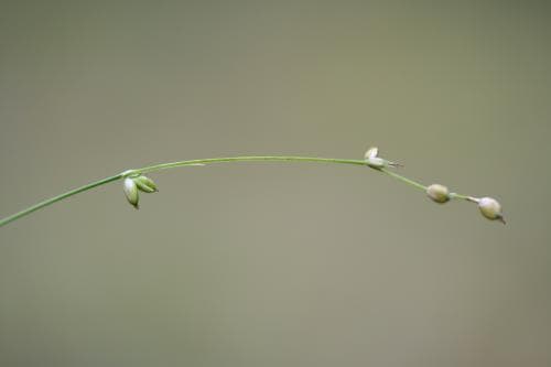spädstarr Carex disperma