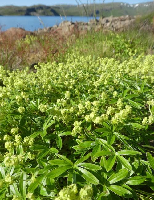 fjällkåpa Alchemilla alpina