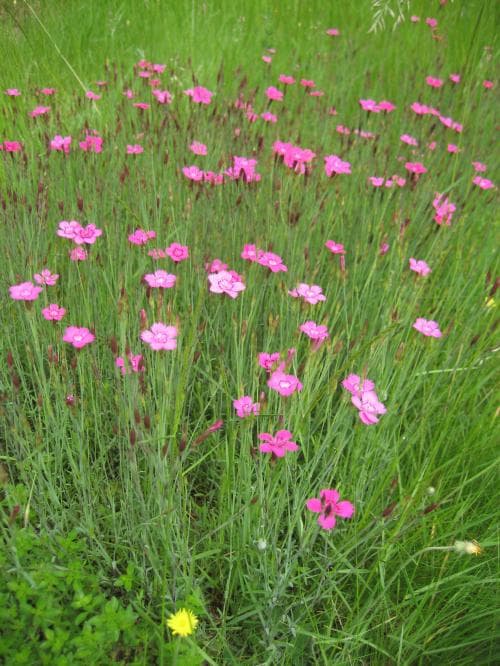 backnejlika Dianthus deltoides