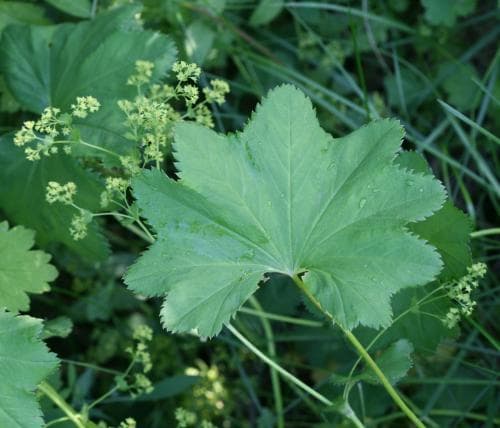 glatt daggkåpa Alchemilla glabra