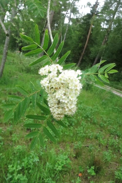 vanlig rönn Sorbus aucuparia subsp. aucuparia