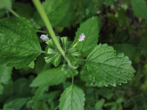 citronmeliss Melissa officinalis