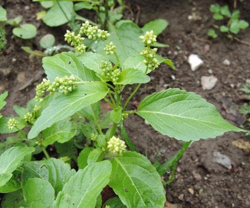 grenbingel Mercurialis annua