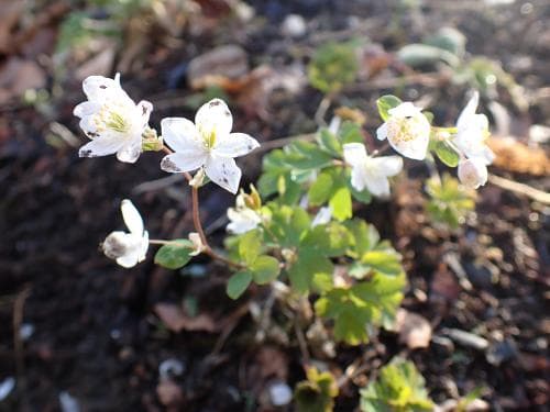 vitsippsruta Isopyrum thalictroides
